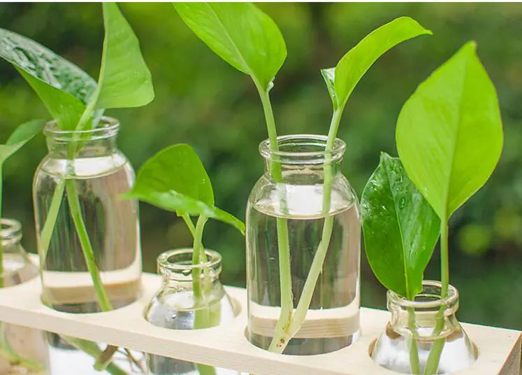 Transparent Glass Hydroponic Vase – Wooden Frame Plant Propagation Planter